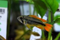 Apistogramma Cacatuoides - Orange Hessen - Langen (Hessen) Vorschau