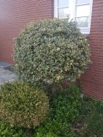 Ilex Stechpalme Hochstamm ca. 170cm Kreis Pinneberg - Klein Nordende Vorschau