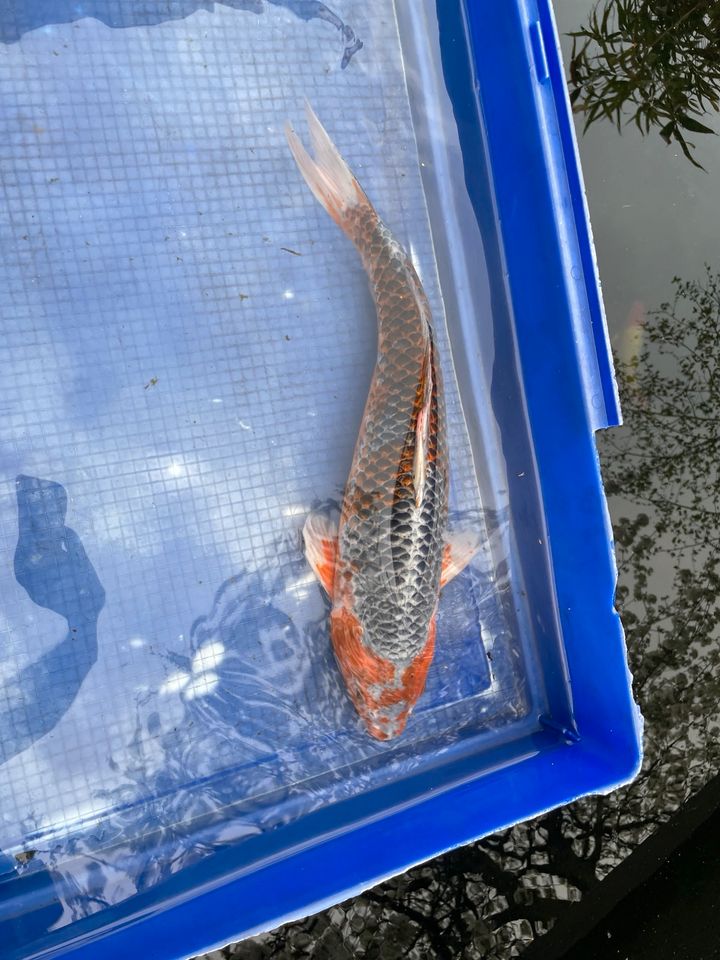 Koi Asagi ca. 48cm zu verkaufen in Jena