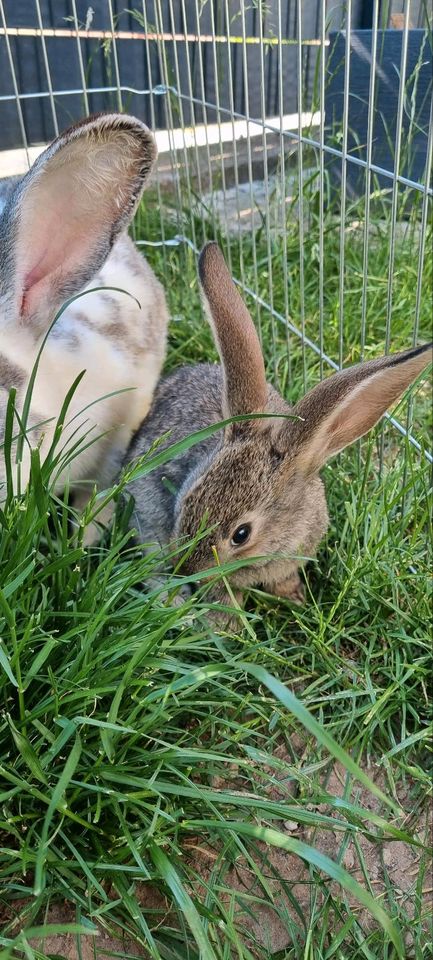 Hasen Deutsche Riese Mix in Mauschbach