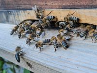 Ableger Bienen Carnica 2024 Baden-Württemberg - Gernsbach Vorschau