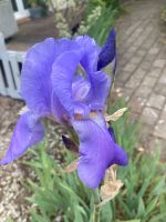 Bart-Iris blau ca. 1 Quadratmeter abzugeben Baden-Württemberg - Meckenbeuren Vorschau