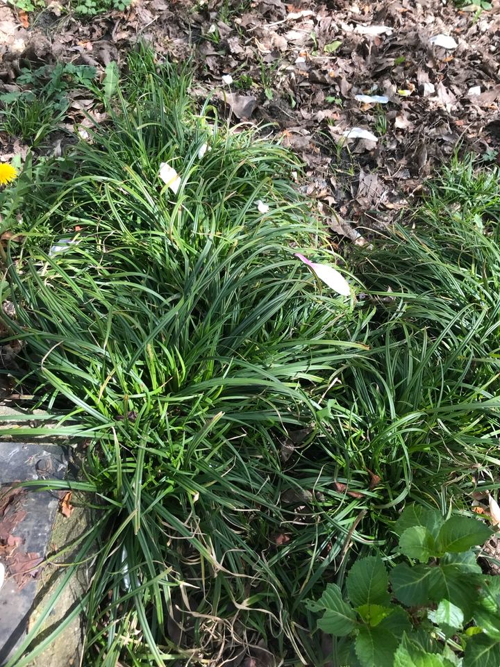 Waldmeister, Segge, Zitronenmelisse, Mutterkraut in Brühl