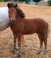 Absatzfohlen 10 Monate, kräftiger Pony Typ, Punky Peperoni Thüringen - Ebeleben Vorschau