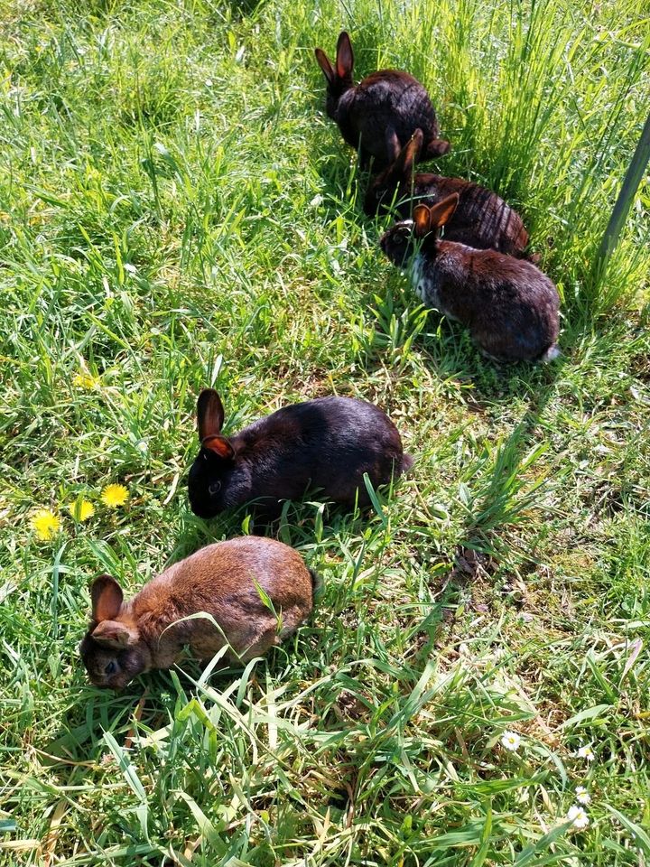 Deutsche Riesenschecken Löwenköpfchen mix Böckchen abzugeben in Bergisch Gladbach