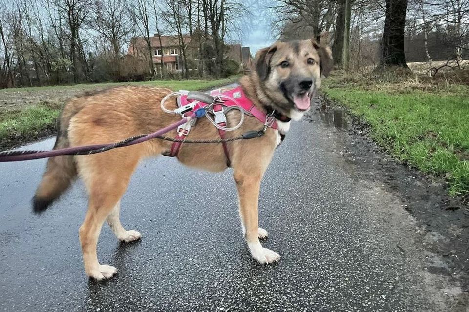 Kalinka (ca. 2 Jahre) – tolle Hündin sucht noch tollere Menschen! in Rastenberg