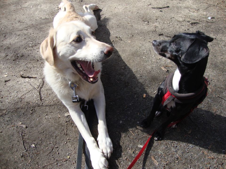 Gassiservice, Einzelrunde für den Hund, Katzenbetreuung in Leipzig