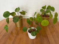 Pilea peperomioides, Ufopflanze, Glückstaler, Pfannkuchenpflanze Düsseldorf - Unterbilk Vorschau