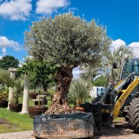 Olea europaea Bonsai Nr 2009 Olivenbaum Nordrhein-Westfalen - Delbrück Vorschau