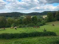 Pferdebox mit Reitplatz Bayern - Konzell Vorschau