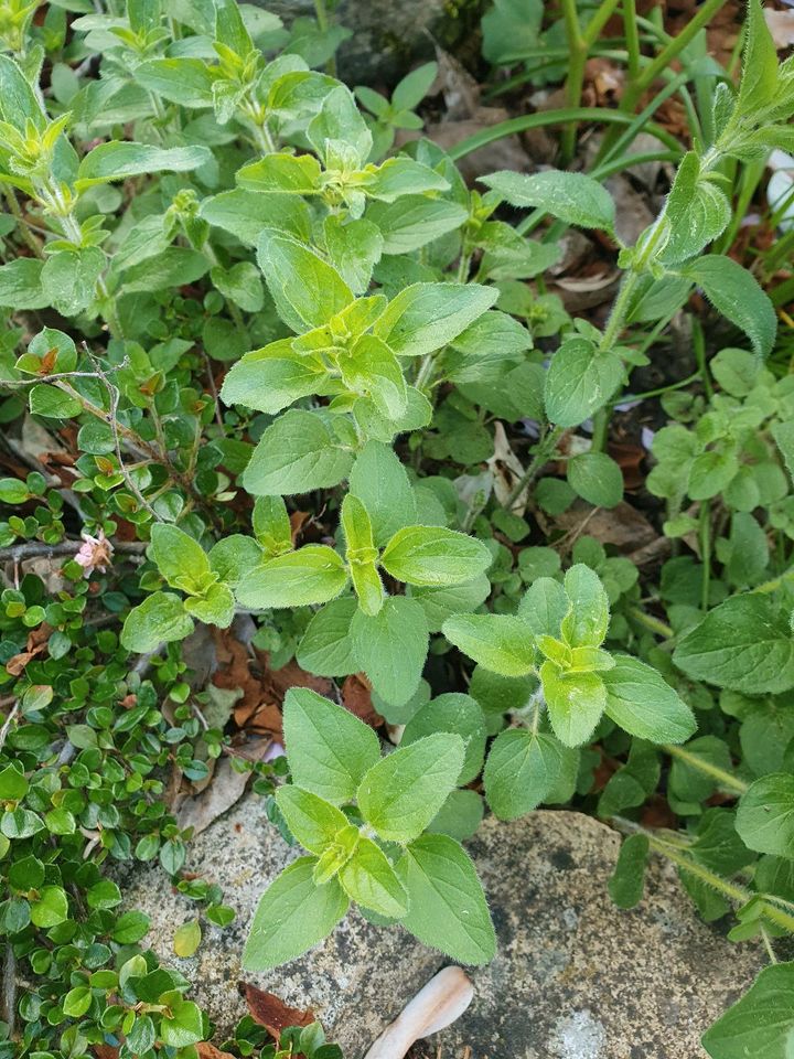 Oregano/Dost gg. (winterharte) Garten-/Gemüsepflanzen in Dresden