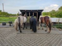 Stockum/ Annen Pflegebeteiligung für mehrere Ponys Nordrhein-Westfalen - Witten Vorschau