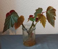 Ableger Begonia Lady Vanderwilt - rare Leipzig - Stötteritz Vorschau