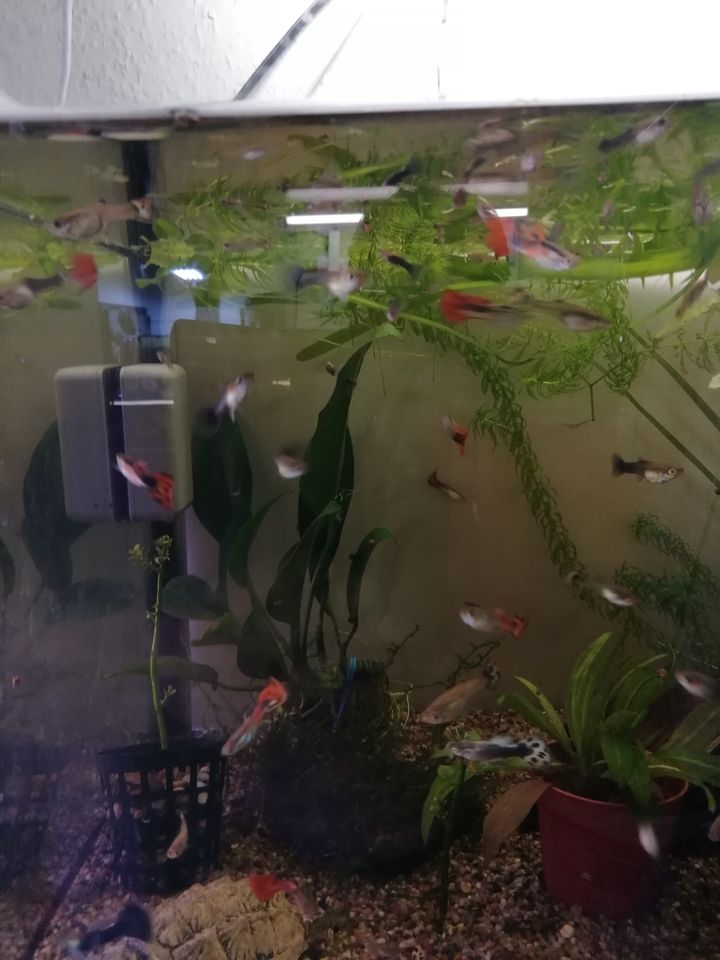 Guppy abzugeben in Damme