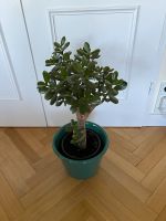 Solitärbaum Pfennigbaum Sukkulente 70 cm hoch Hamburg-Nord - Hamburg Eppendorf Vorschau