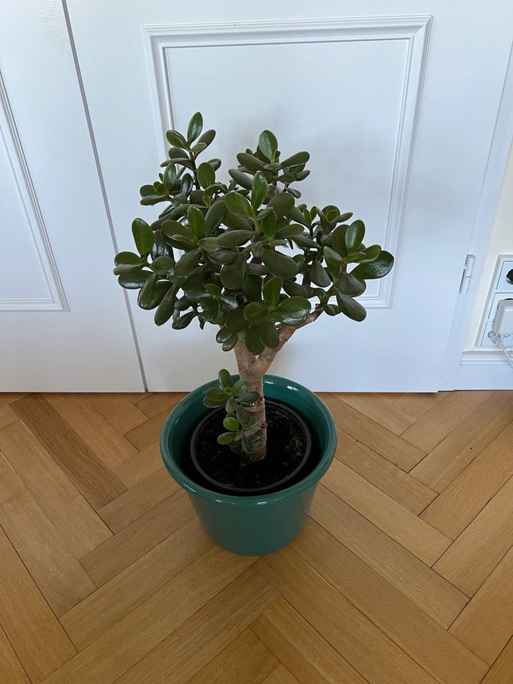 Solitärbaum Pfennigbaum Sukkulente 70 cm hoch in Hamburg