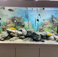 Aquarium Juwel Rio 350 mit Malawis Nordrhein-Westfalen - Burscheid Vorschau