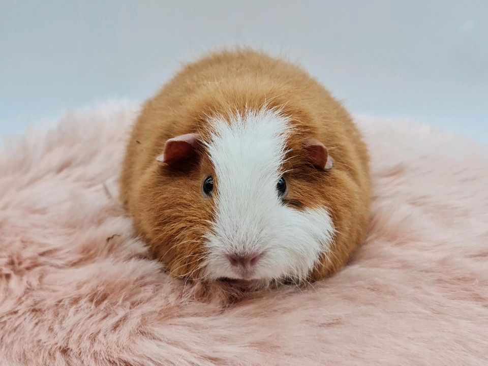 ❤️Ch Teddy Meerschweinchen Weibchen (schoko) gold weiß ❤️ in Bremen