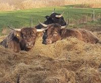 Schottische Highlander Fleisch Niedersachsen - Tespe Vorschau