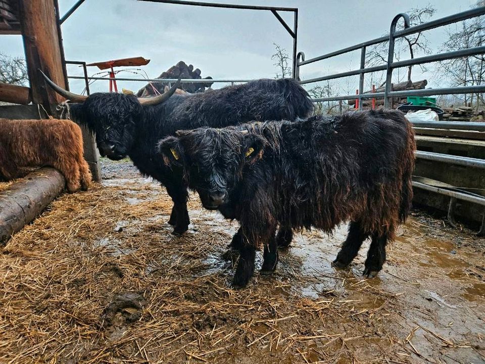 Highland Cattle,Schottische Hochlandrinder in Rosenfeld