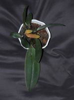 Bulbophyllum fletcherianum Orchidee cirrhopetalum Phalaenopsis Sachsen - Pegau Vorschau