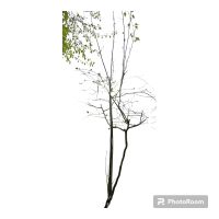 Haselnussbaum Haselnuss im Topf 4m groß xl bio Nordrhein-Westfalen - Lünen Vorschau