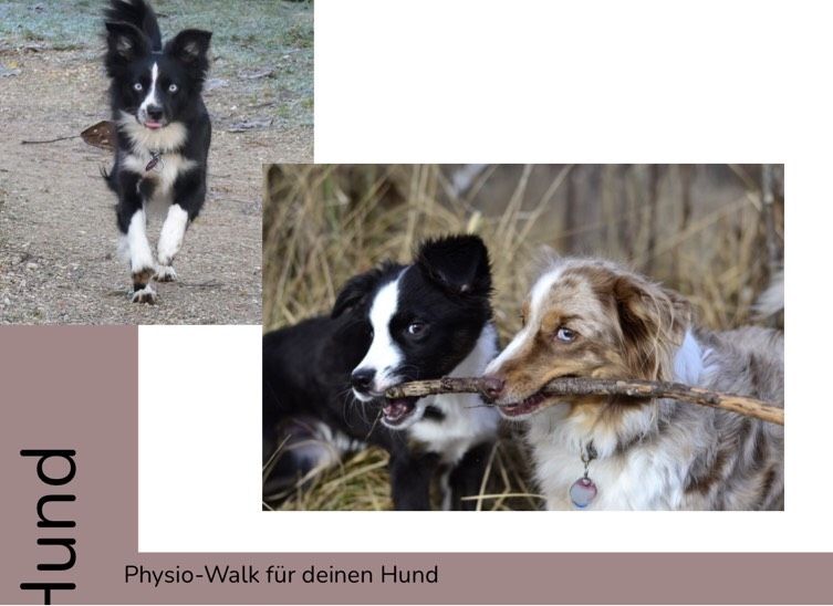 Physio Walk für deinen Hund Hundesport Hundetraining in Hohenpeißenberg