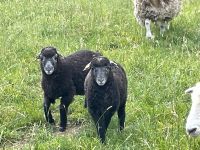 Herdwick Herdwicks Lämmer Schafe Niedersachsen - Kutenholz Vorschau