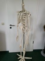 Skelett aus Kunststoff Sachsen - Plauen Vorschau