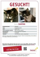 Kater vermisst / gesucht Baden-Württemberg - Mönsheim Vorschau