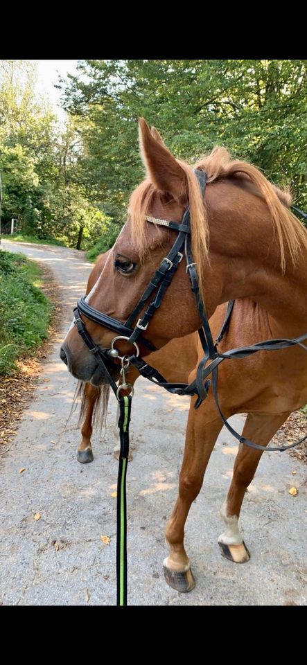 Deutsches Reitpony in Wuppertal