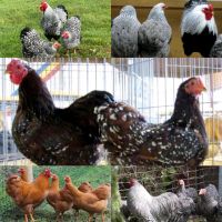 Zwerg-Wyandotten Hühner Huhn Hennen Ei Eier Glucke Küken Bremen - Walle Vorschau