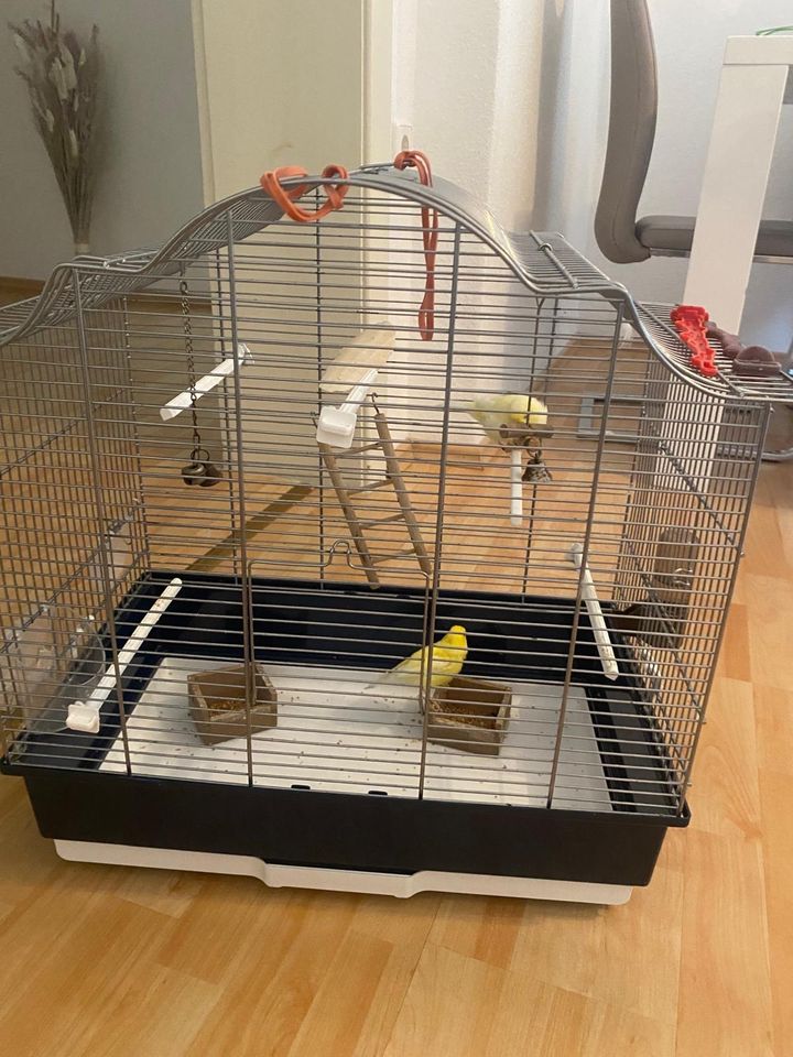 2 Kanarienvogel mit Käfig in Wuppertal