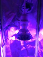 Grow Lampe 50W Hessen - Heppenheim (Bergstraße) Vorschau