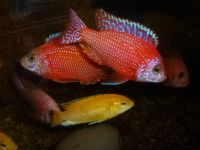 Aulonocara Firefish Coral Red Malawi Nordrhein-Westfalen - Hamminkeln Vorschau