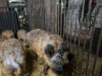 Mangalitza schlachtreif a kg 3,80€ Mangalica Locken Schwein Ungar Nordrhein-Westfalen - Brakel Vorschau