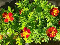 Studentenblume Tagetes Samen Nordrhein-Westfalen - Billerbeck Vorschau