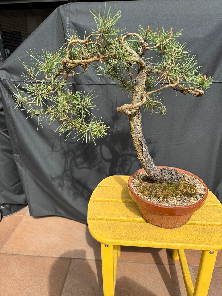 Bonsai Pinus sylvestris Waldkiefer / Yamadori in Bottrop
