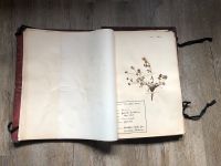 Herbarium Alt Wundervoll Flora Heilpflanzen Apotheker Sachsen-Anhalt - Wanzleben Vorschau