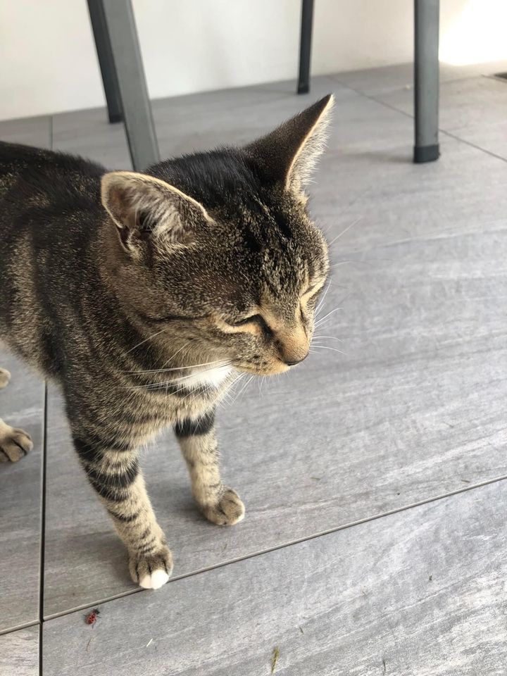 Wir suchen unsere Katze Dorie in Rottenburg am Neckar