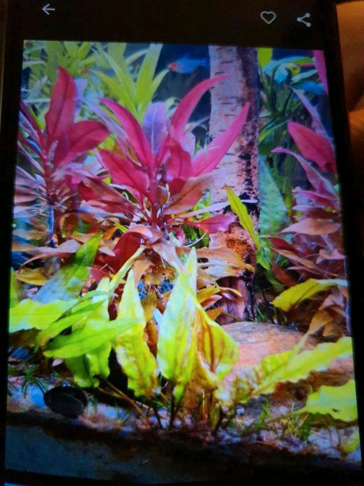 Ich suche so eine farbige Aquariumpflanze in Grabow
