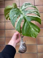 Monstera Variegata Kopfsteckling Bayern - Würzburg Vorschau