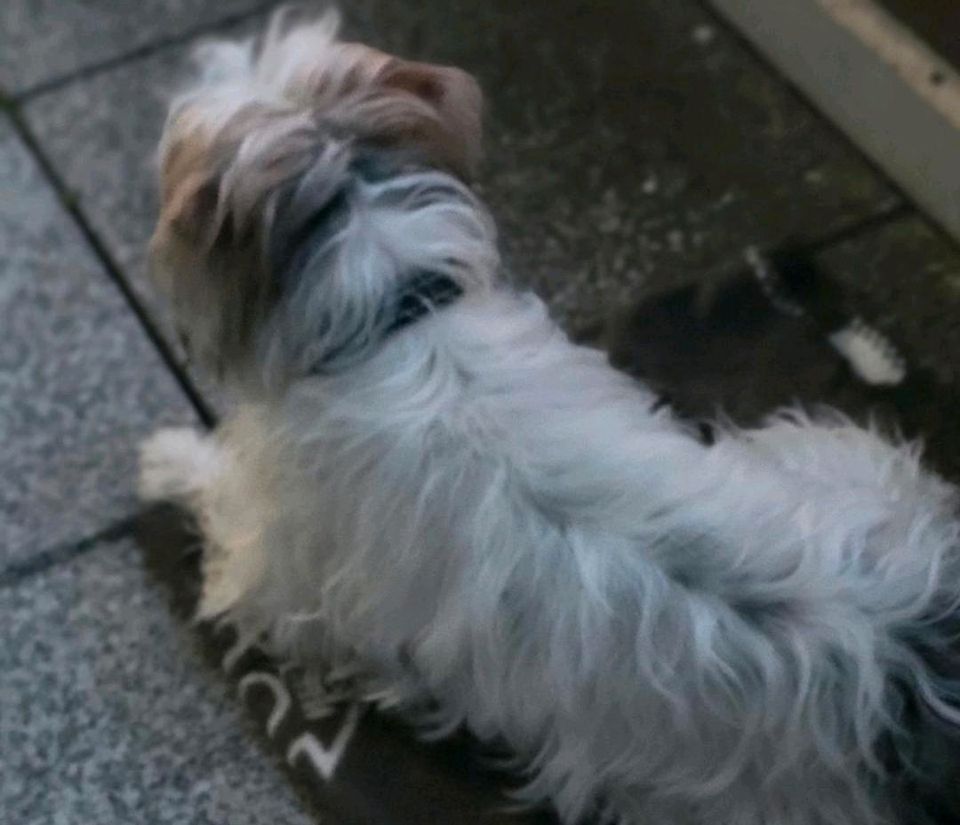 Fürimmerzuhause gefunden *** Kleiner Hund, Rüde weiß/beige in Meinerzhagen