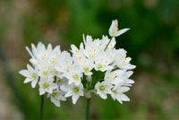 Neapolitanischer Lauch Allium cowanii Baden-Württemberg - Heilbronn Vorschau