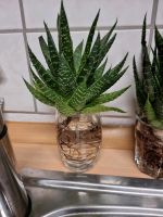 Aloe Aristata Nordrhein-Westfalen - Hagen Vorschau