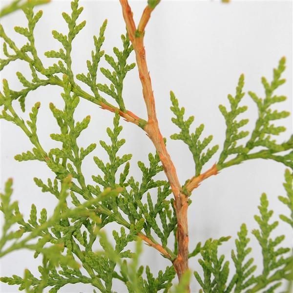 ✅NEU✅ 10 Stk. Lebensbaum Brabant 100-120 cm Thuja Heckenpflanze 3 in Essen