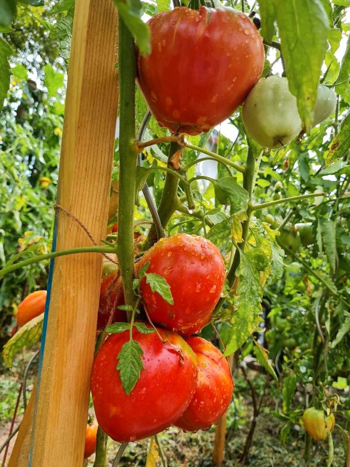 Tomaten Setzlinge Jungpflanzen BIO-Qualitäten in Holzgerlingen