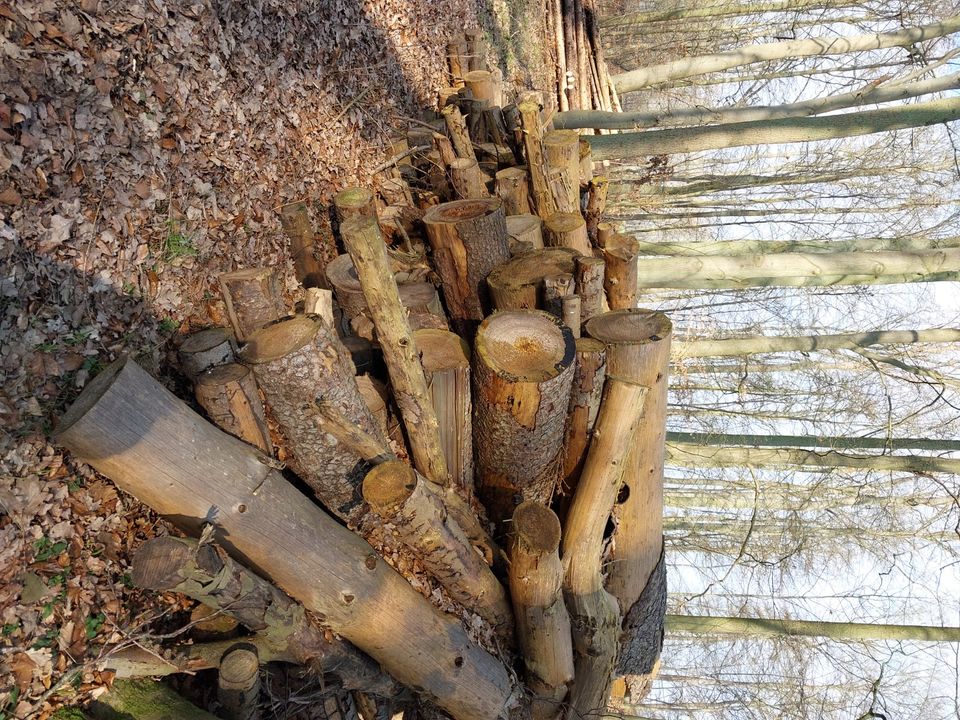 Brennholz Rundholz Kaminholz Pfahlholz frei Waldweg in Krusenfelde