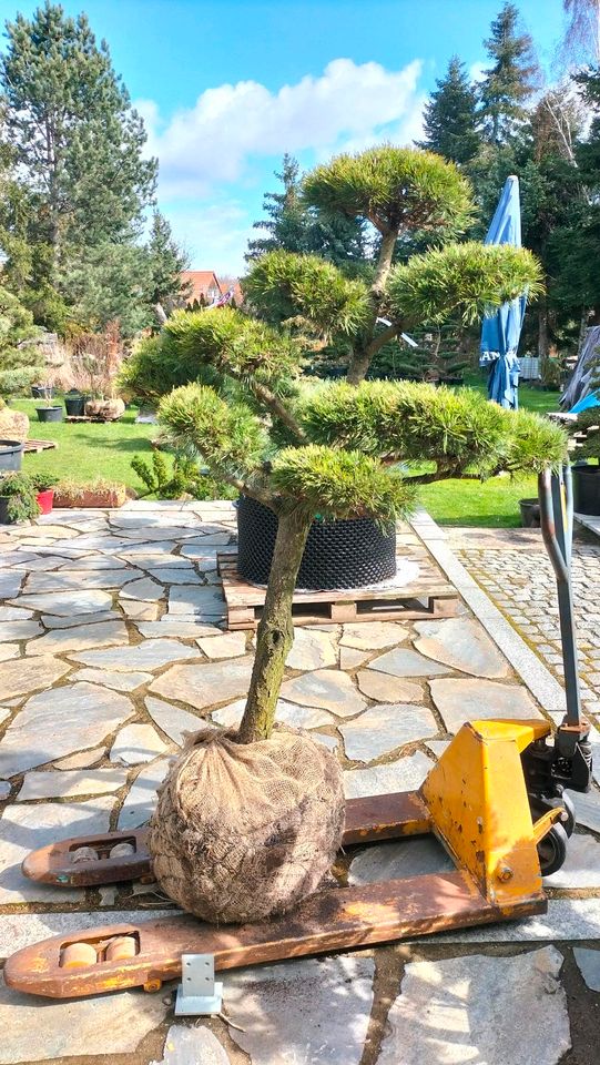 Gartenbonsai, Bonsai, Japangarten, Formgehölz, Niwaki, Kiefer in Derenburg