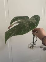 Ableger Monstera variegata Duisburg - Homberg/Ruhrort/Baerl Vorschau